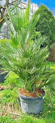 Chamaerops Humilis  - Specimens In Large 70 Litre Pots - 170+cm For Collection • £399.99