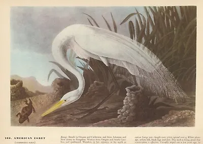 1942 Audubon Art Print 386 American Egret. Vintage Bird Illustration • $9.49