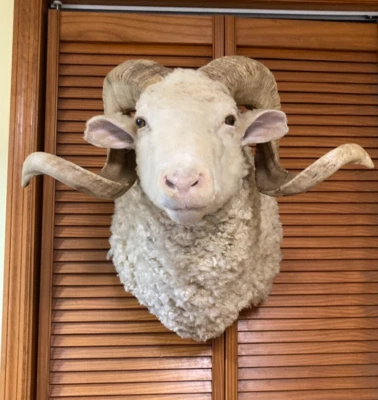 $749 • Buy Big Horn Sheep Ram Head Shoulder Wall Mount Taxidermy