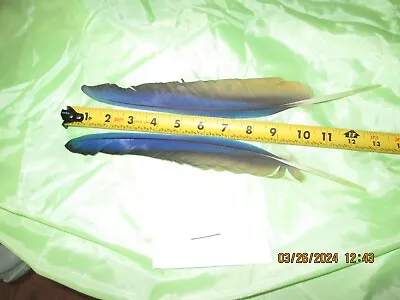 2 MACAW FEATHER Blue And Gold Macaw Naturally Molted 13 And 12 1/2 Inches Long • $25