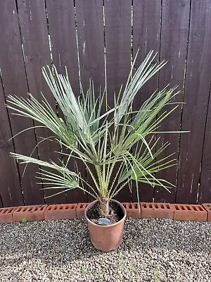 Chamaerops Humilis Palm 90cm Tall Not Including Pot. • £50