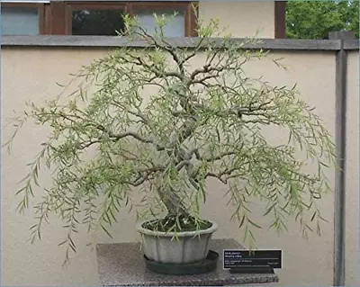 Bonsai Tree Dragon Willow - Thick Trunk Cutting - Indoor/Outdoor Live Bonsai Tre • $22.95