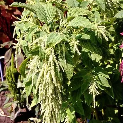 Amaranth GREEN TAILS Foxtail Tasselflower Amaranthus Viridis Non-GMO 1000 Seeds! • $3.98