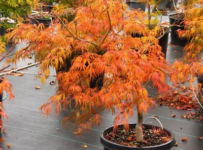 Acer Tree Orange Lace New Variety Rare Japanese Maple 3L Pot Plants To Your Door • £28.99