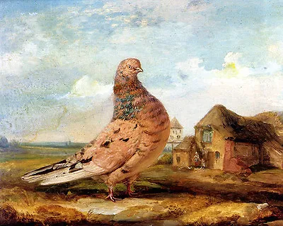 James Ward  - 1840  A Fancy Pigeon  - 24'  CANVAS • £22.95