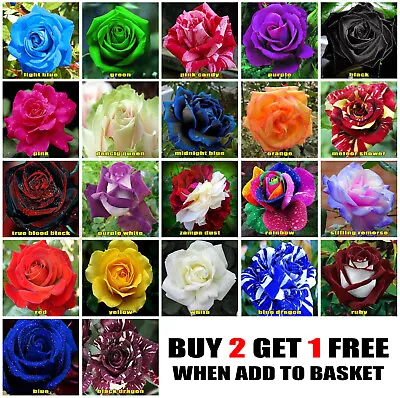 £2.25 • Buy 10x Rose Seeds Multi Coloured Rose Flower Seeds Home Garden Plant, UK Rose Seeds
