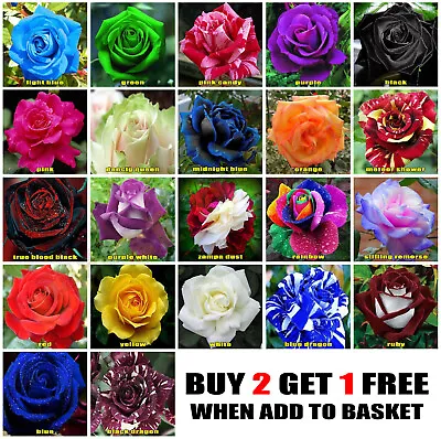 10x Rose Seeds Multi Coloured Rose Flower Seeds Home Garden Plant UK Rose Seeds • £2.25