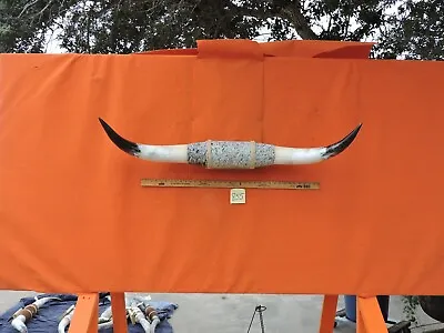 MOUNTED STEER BULL HORNS 3' 8  Tip To Tip #855   COW BULL HORN LONGHORN • $225