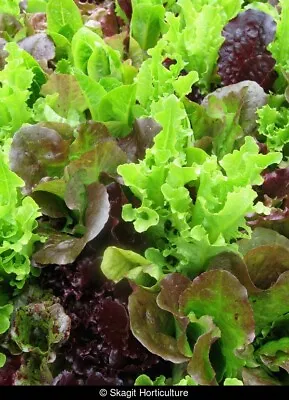 800+ Leaf Lettuce Seeds Gourmet Salad Blend Fresh Harvest For 2024 Gardens • $2.19