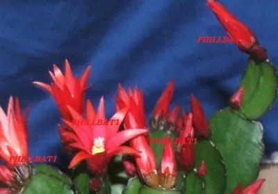 RED Easter Cactus Plant In 9 CM POT. FULLY ESTABLISHED PLANT Organically Grown • £14.99