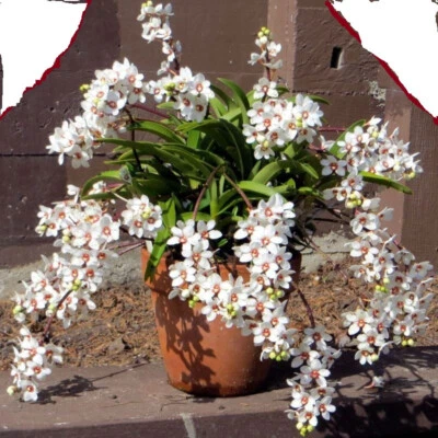$22 • Buy Orchid Plants Sarcochilus HARTMANNII