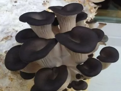 100+ Organic Black Oyster Gourmet Mushroom Plugs For Log Inoculation USA • $15