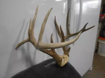 6x6 FLYER WHITETAIL DEER RACK Antlers Mule Mount Taxidermy Elk Cape Moose • $250