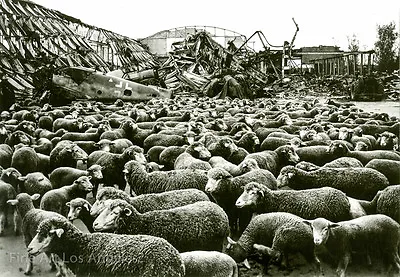 Margaret Bourke-White Photo  Sheep Bombed-out German Air Hanger  1945 • $36