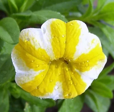 Calibrachoa Plug Plants Million Bells Yellow White Petunia Flowers Pack Of 3 • £9.99