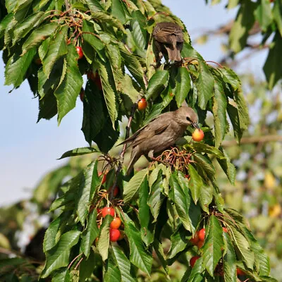 5 Bird Cherry Trees Flowering &  Berries 40-60cm Prunus Padus Birds Love Them • £14.99