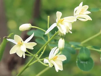 Moringa Oleifera PKM2 | 5_Seeds • $11.95