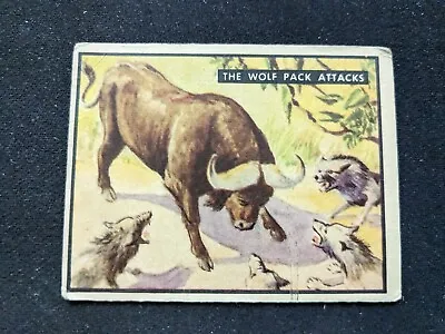1950 Topps Bring Em Back Alive # 33 The Wolf Pack Attacks (VG/EX) • $9.95