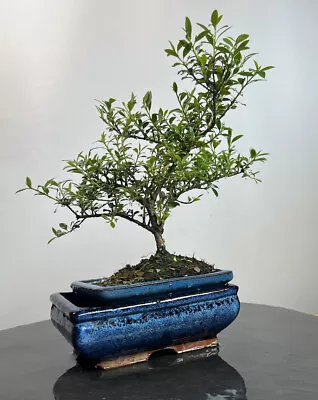 Way Of Life Bonsai Tree - DIY Japanese Holly - FREE UK DELIVERY/NARUKO • £89.99