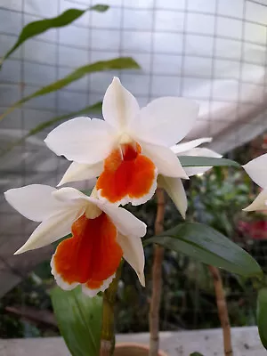 $85 • Buy FPOrchids Dendrobium Orchid. Den. Roongkamol Vejvarut