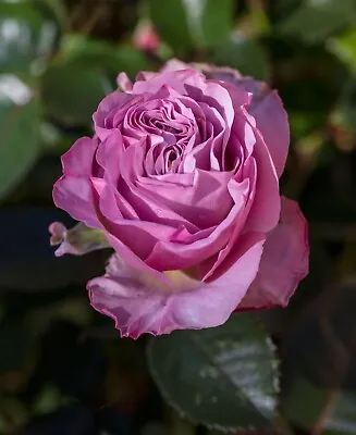 Waltz Time 4L Potted Rose Plant Very Fragrant Lilac Hybrid Tea *FREE PLANT FOOD* • £21.95