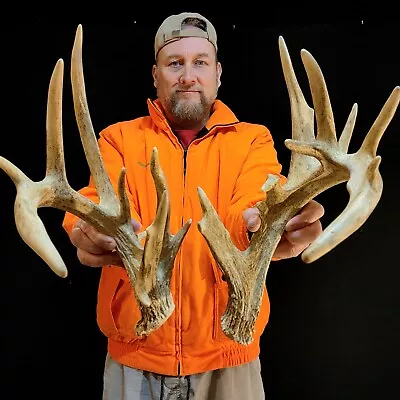 171” Massive 19 Point Whitetail Deer SHED ANTLERS Skull European Taxidermy Mount • $73