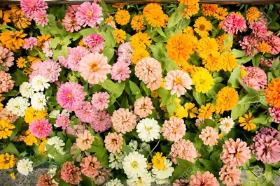 25+ Pink Melody Mix Marigold Seeds For Garden Planting - USA - FREE SHIPPING! • $4.93