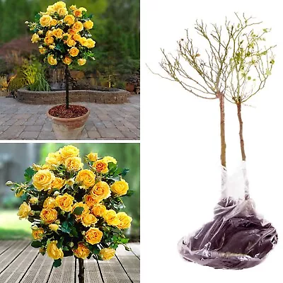 2x Standard Yellow Flowering Rose Trees 70cm Tall Hardy Garden Plants Bare Root • £27.99