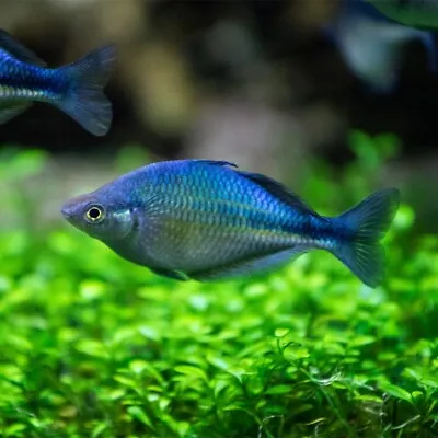 Blue Turquoise Rainbow Fish Melanotaenia Lacustris 4cm • £10