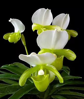 Paphiopedilum Charlesworthy Alba • $100