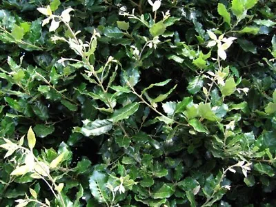 Quercus Ilex  9cm Pot  - Possible Bonsai Subject Holm Oak Evergreen • £6.75