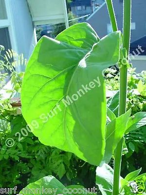 500 Virginia Tobacco Seeds W/ FREE How To Grow Booklet! HEIRLOOM GRADE A+ • $6.94