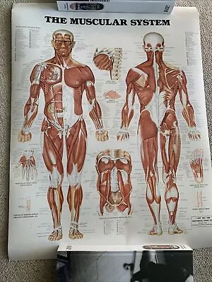 Vintage Medical Chart-The Muscular System-1986 Anatomical Chart Co. Peter Bachin • $20