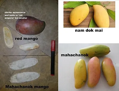 4 Fresh Mango Fruit Seeds: Nam Dok Mai/Kheaw Samros/Maha Chanok/ Mahachanok • $9.81