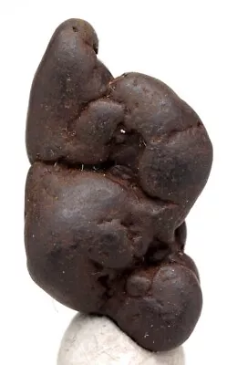 $19.95 • Buy COPROLITE Fossilized Miocene Poop Specimen Fossil Turtle Dung WASHINGTON