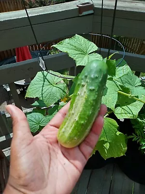 Live Plants - Vegetable - Cucumber Seedling Plants - 30 Days Old 2  To 4  Tall • $3.50