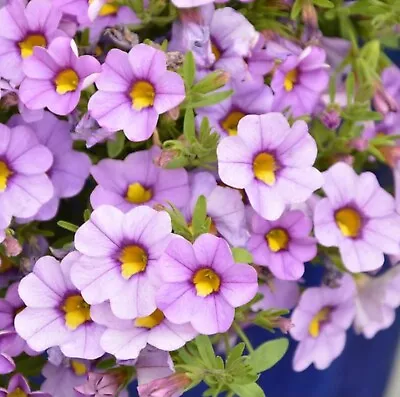 Calibrachoa Plug Plants Million Bells Rich Lavender Petunia Flowers Pack Of 3 • £8.99