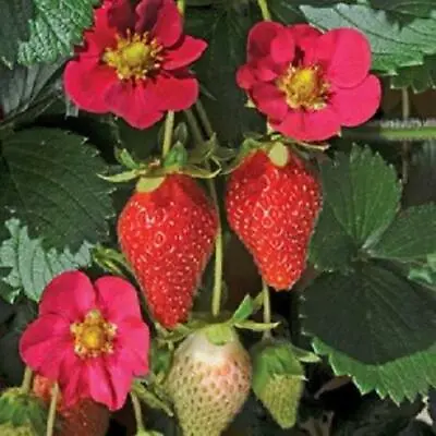 Strawberry Plug Plants 'Toscana F1' Vegetable Garden Pack X6  • £6.75