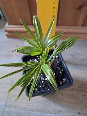 Trachycarpus Wagnerianus Palm Tree Plant  1 Litre UK VERY HARDY -20c+ • £21