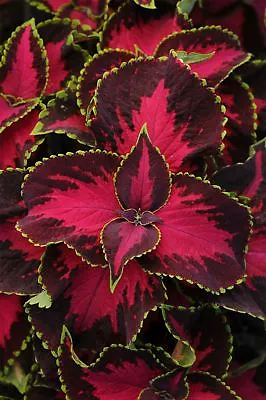 JustSeed - Flower - Coleus - Chocolate Covered Cherry - 10 Pelleted Seeds • £2.75