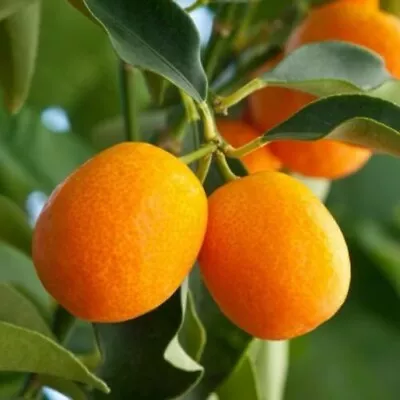 SWEET MEIWA KUMQUAT CITRUS TREE - 2”To 5”Seedlings - Live Plant -4”- Potted • $19.99