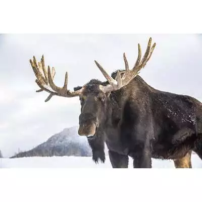 Mature Bull Moose  With Antlers Shed Of Velvet Standing In Snow  Alaska Wildlife • $21.92