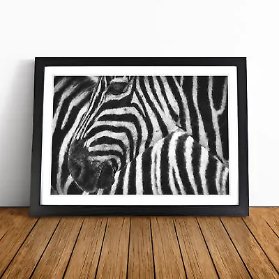 Zebra Vol.2 Wall Art Print Framed Canvas Picture Poster Decor Living Room • £24.95