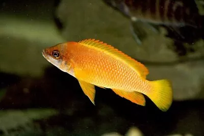 Mustax Mbita Island Lamprologus Mustax Tanganyika Cichlid 4cm • £20