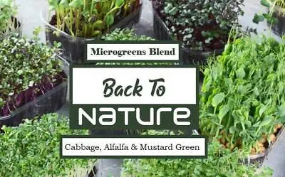 Cabbage Alfalfa & Mustard Greens Microgreens - Organic Seeds - Non Gmo • $36.39