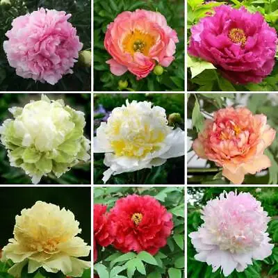 £1.99 • Buy 25 Pcs MIXED COLOUR DOUBLE PEONY SEEDS GARDEN FLOWER FREE POSTAGE