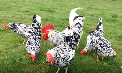 £12 • Buy Exchequer Leghorn Hatching Eggs X 3 (Large Fowl)