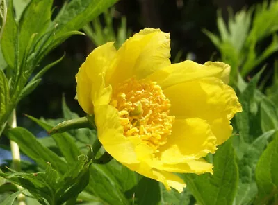 YELLOW TREE PEONY SEEDS 4 +1 Paeonia Lutea Var Ludlowii Large Flowering Shrub • £3