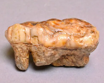 Nice-quality Fossil Cave Bear Tooth (2208) • £32