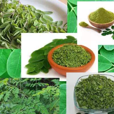 Dried Moringa Oleifera Leaf Leaves Pure Organic Natural Herbal Tea 25g+800g • $9.98